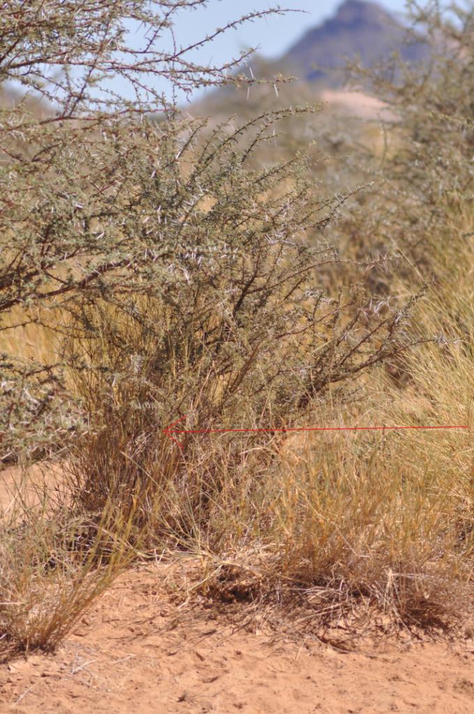 Cricket Warbler nest (red arrow) at the bottom of an Acacia tree, Oued Jenna, Aousserd, 3 February 2010 (Fabian Schneider)