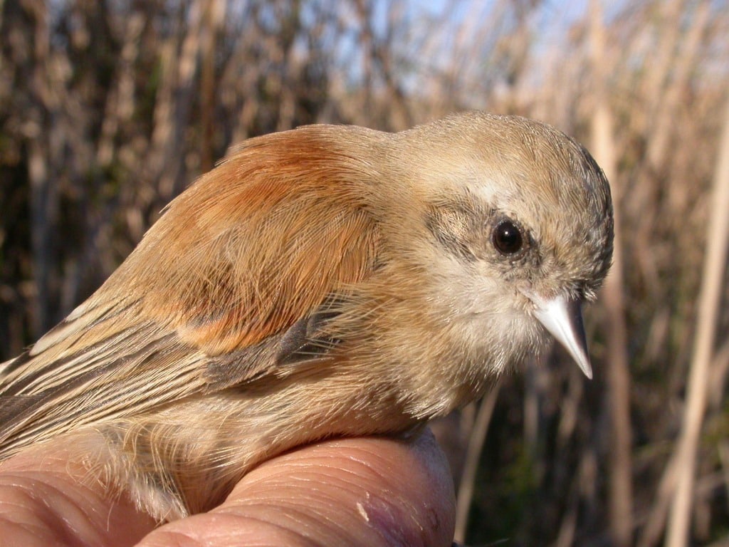 Eurasian Penduline Tit (Remiz pendulinus) ringed at Smir marshes, northern Morocco, 13 November 2006 (Ian Thompson).