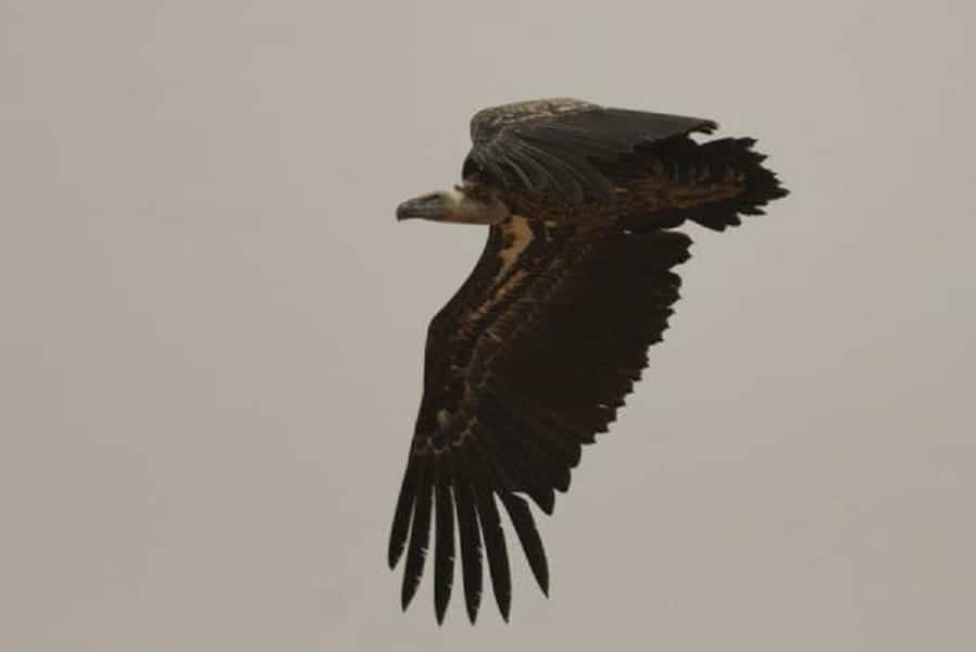 Rüppell’s Vulture at Aousserd, Western Sahara, southern Morocco, 1 Aug. 2011 (Michel Aymerich).