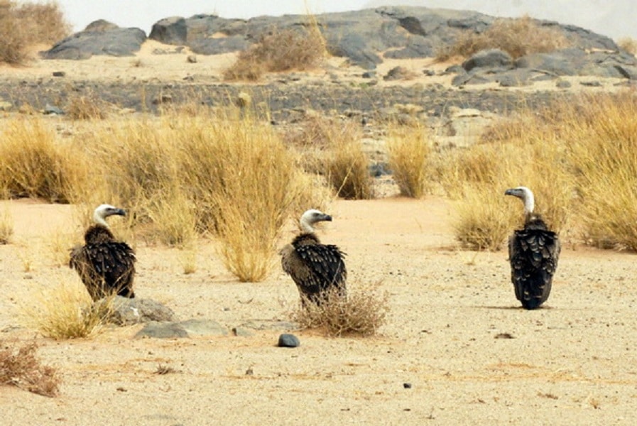 Rüppell’s Vultures (Gyps rueppelli), Aousserd, Western Sahara, southern Morocco, 1 Aug. 2011 (Michel Aymerich).