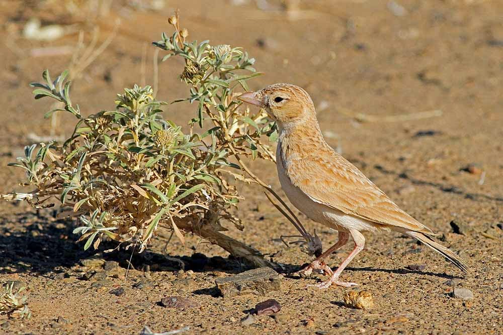 Dunn’s Lark / Alouette de Dunn (Eremalauda dunni), near Merzouga, eastern Sahara, Morocco, 7 June 2012 (Paul French).