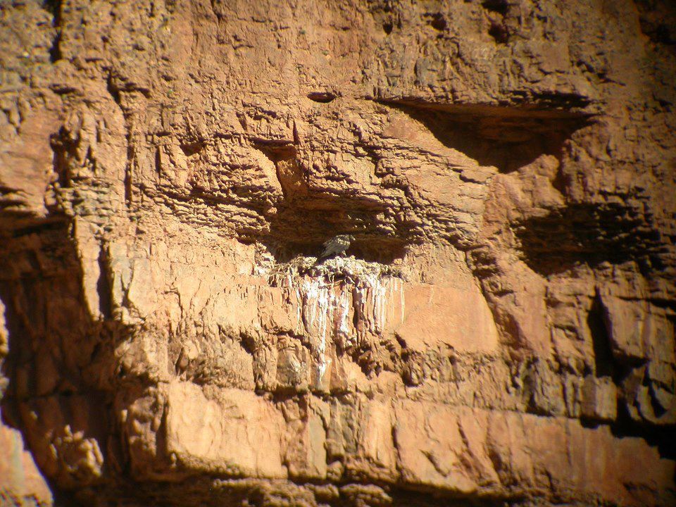 Juvenile Bearded Vulture (Gypaetus barbatus) at the nest, Central High Atlas, June 2007 (Alfonso Godino)