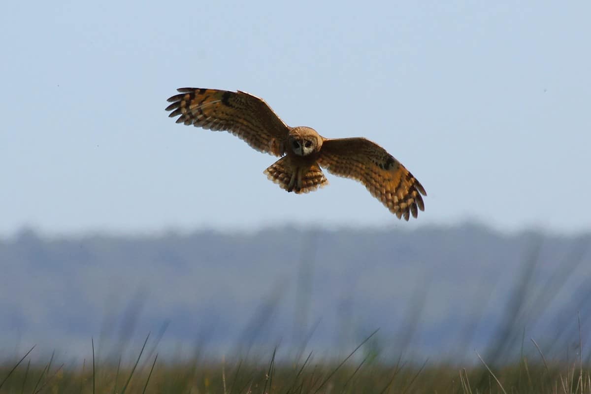 Moroccan Marsh Owl (Asio capensis tingitanus), Merja Zerga (António Gonçalves).