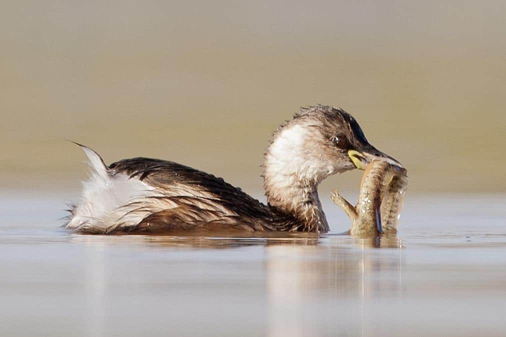 A Little Grebe just caught a Sharp-ribbed Newt (Pleurodeles waltl), Sidi Bettache, Morocco (Saad Rih).