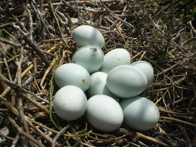 A nest of Cattle Egret with 10 eggs, most likely parasitised by another female (=eggs of 2 females), Smir heronry