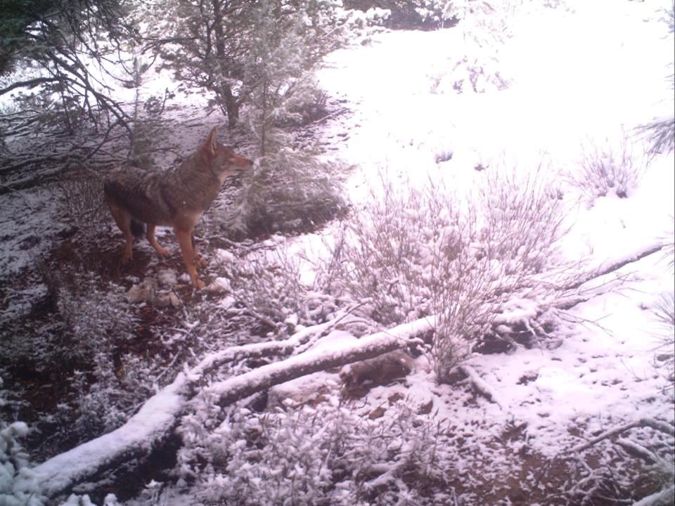 African Wolf (Canis lupus lupaster) captured by camera-trap in the Middle Atlas, Morocco (V. Urios). Now the species is known as the African Golden Wolf (Canis anthus).