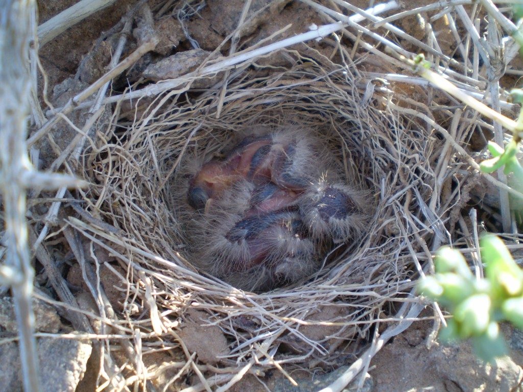 Nest of African Dunn’s Lark (Eremalauda dunnii dunni) with two chicks, Oued Jenna (Mohamed Amezian).
