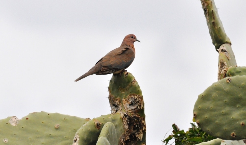Laughing Dove / Tourterelle maillée (Spilopelia senegalensis), Tétouan, northern Morocco, 2 March 2013 (Rachid El Khamlichi).