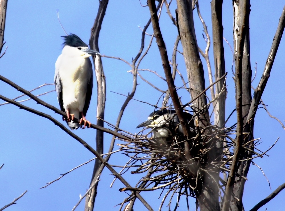 Black-crowned Night Heron (Nycticorax nycticorax), Dayet Erroumi heronry, Zemmour region, Morocco