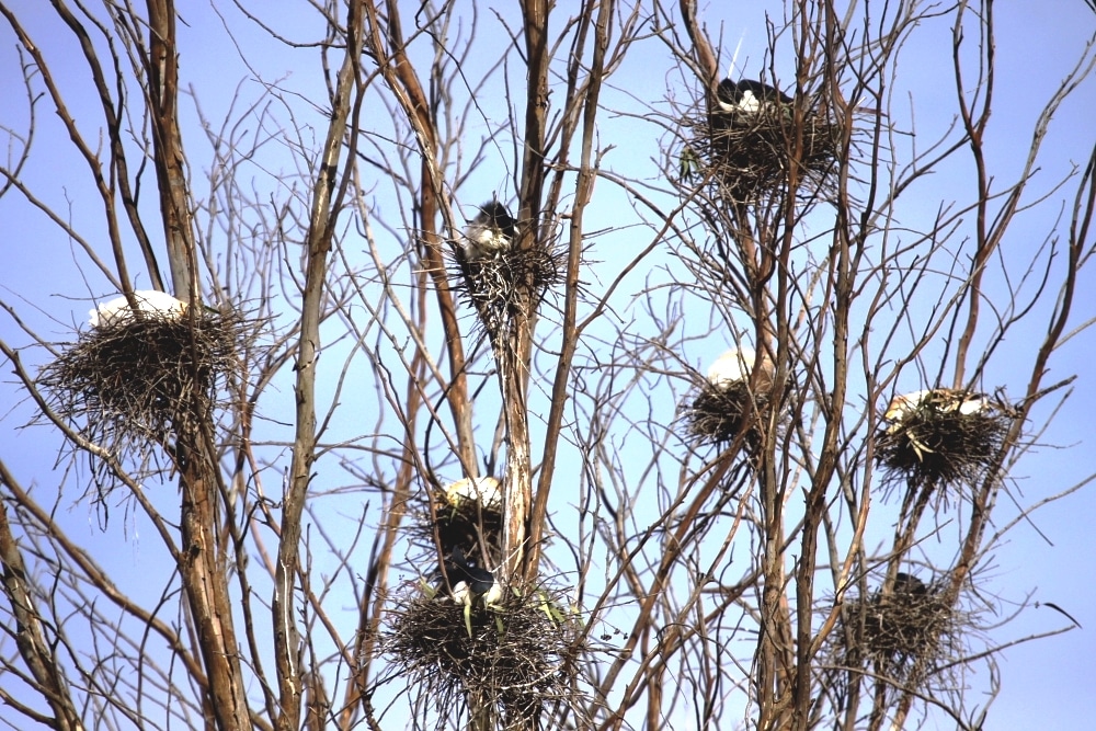 Nests of Cattle Egret and Black-crowned Night Heron at the Dayet Erroumi heronry, Zemmour region, Morocco