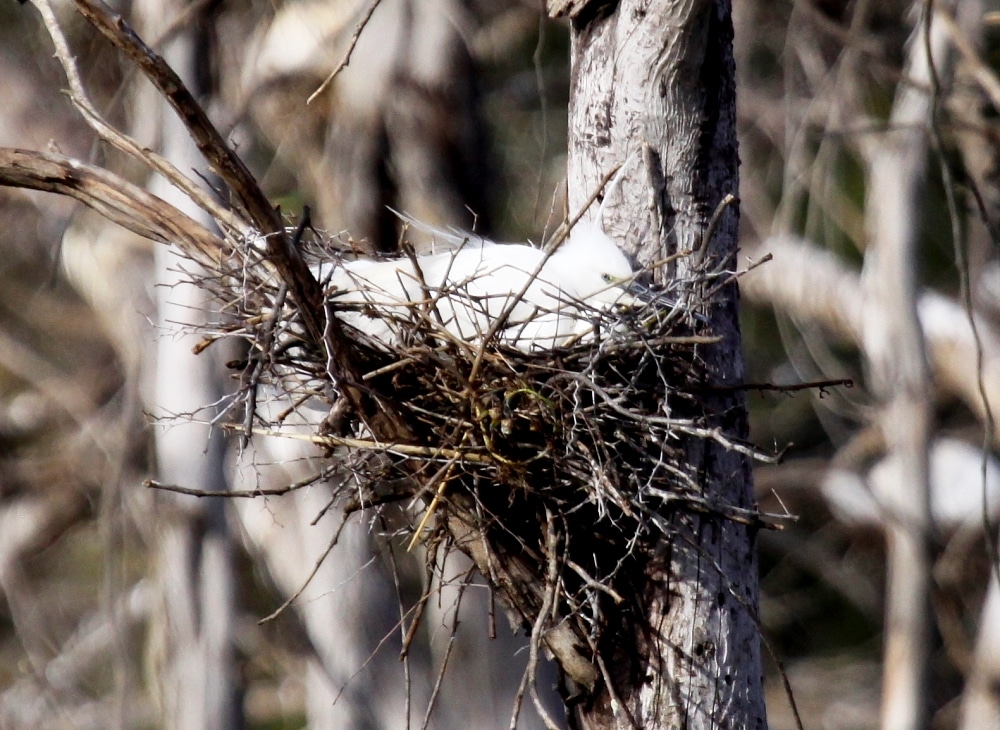 Little Egret (Egretta garzetta), Dayet Erroumi heronry, Zemmour region, Morocco