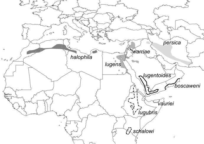 Distribution of the different taxa of the Mourning Wheatear (Oenanthe lugens) complex