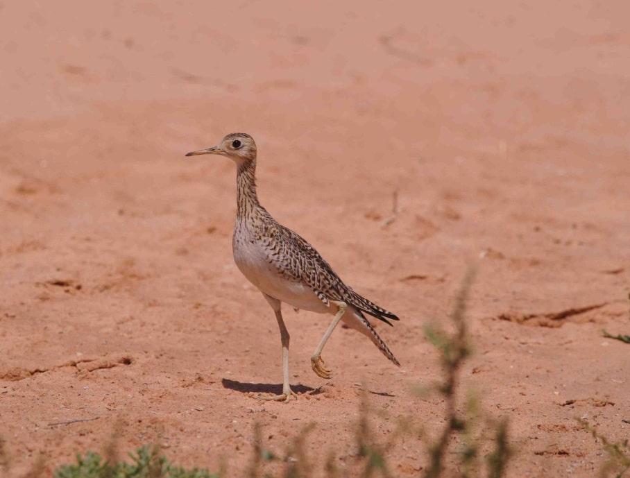 Upland Sandpiper / Bartramie des champs (Bartramia longicauda), Dakhla, Western Sahara, Morocco, 11 Oct. 2013 (Franck Chevalier).