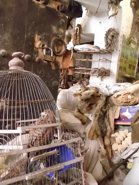 Caged Common Kestrel (Falco tinnunculus), Mellah spice market, Marrakesh