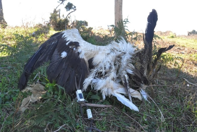 The carcass of the White Stork with the satellite transmitter