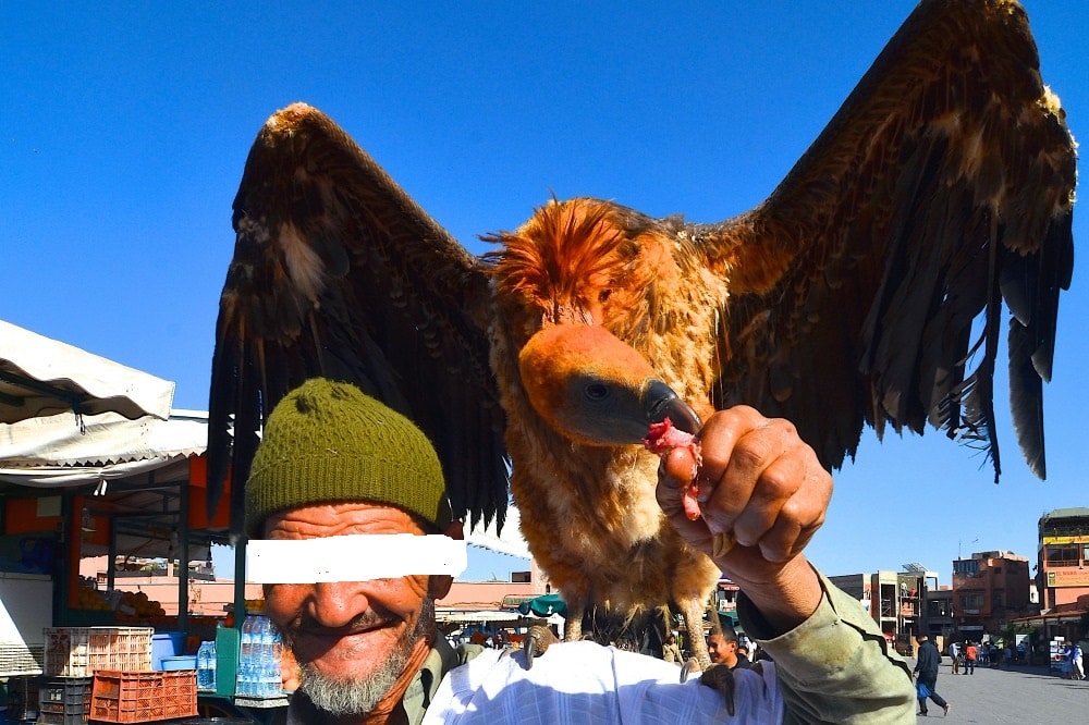 Rüppell's Vulture exhibited for tourists at Jemaa el-Fna, Marrakech ...