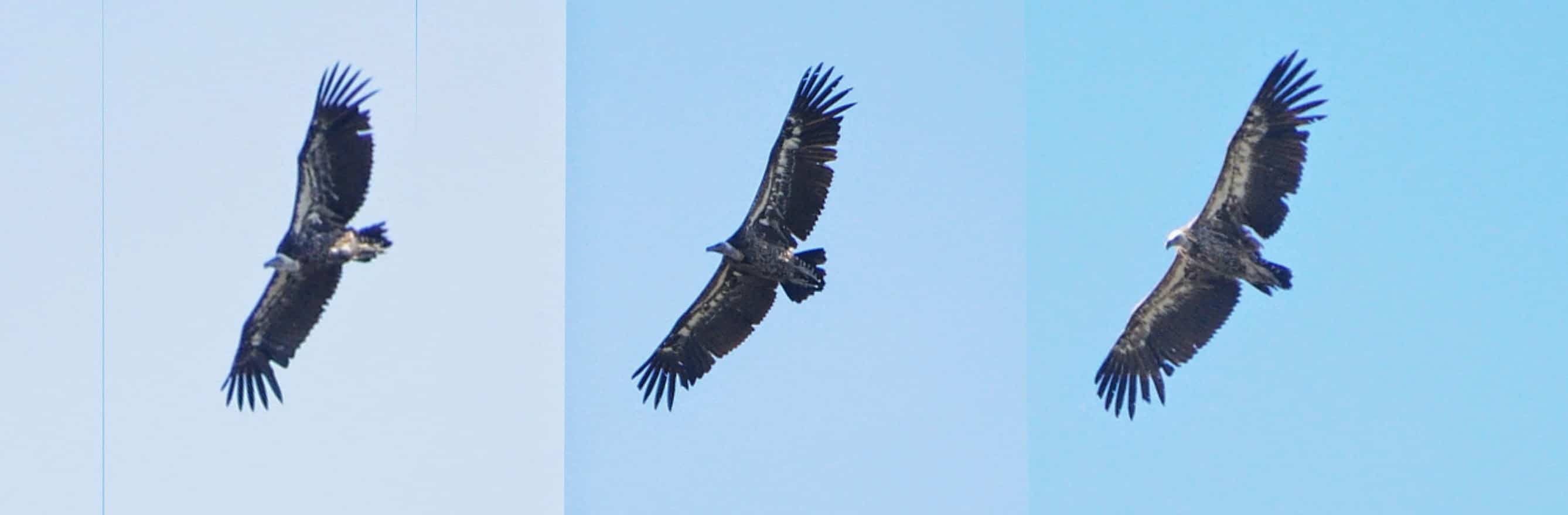 3 different Rüppell’s Vultures observed at Jbel Bouhachem, northern Morocco