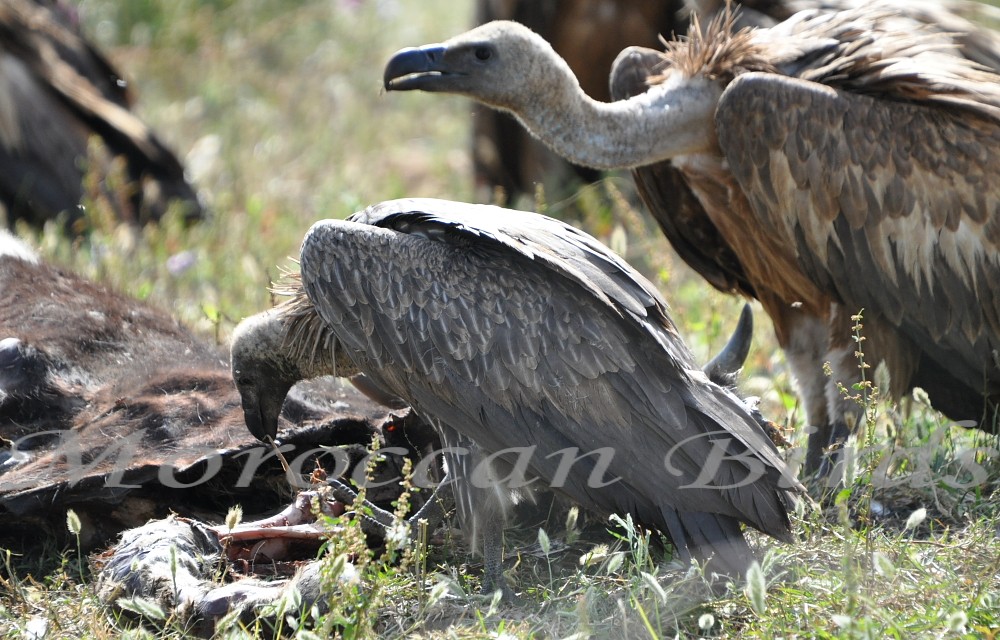 White-backed Vulture (Gyps africanus) and Griffon Vulture (Gyps fulvus) on the right, Tétouan, northern Morocco, 25 May 2014