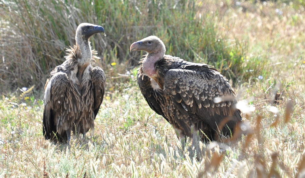 White-backed Vulture (Gyps africanus) and Rüppell’s Vulture (Gyps rueppelli) on the right, Tétouan, northern Morocco