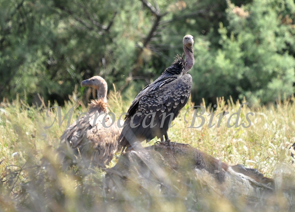 Rüppell’s Vulture (Gyps rueppelli) with a Griffon Vulture (Gyps fulvus), Tétouan, northern Morocco, 24 May 2014