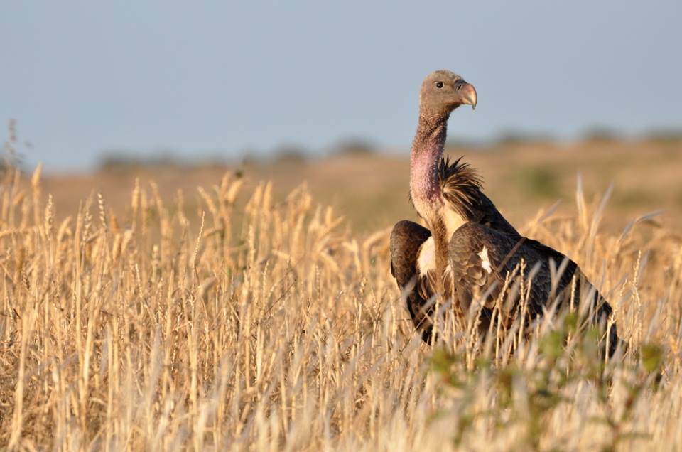Rüppell’s Vulture (Gyps rueppelli), Tétouan, Morocco, May 2014 (Rachid El Khamlichi)