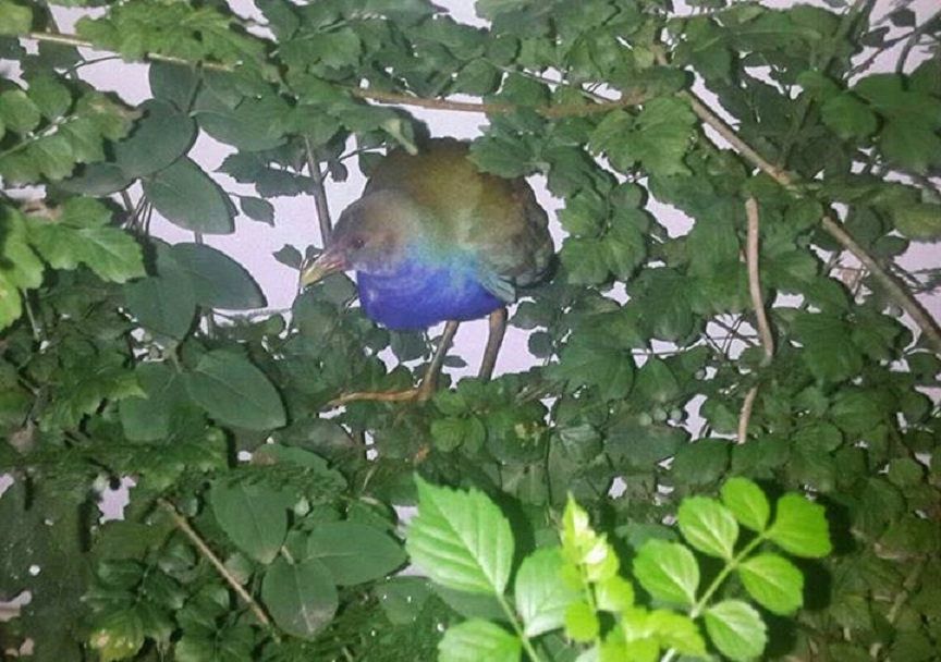 American Purple Gallinule / Talève violacée (Porphyrio martinicus), Kenitra, Morocco, 15 Nov. 2014 (Thomas S. Lahlafi).