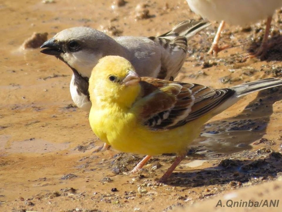 Sudan Golden Sparrow (Passer luteus) and Desert Sparrow (Passer simplex), Bir Anzarane, southern Morocco, 30 Jan. 2015 (Abdeljebbar Qninba).