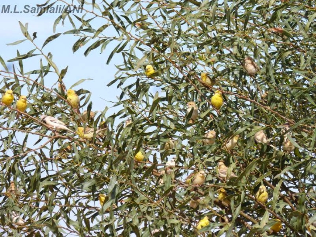 Big mixed flock of Sudan Golden Sparrow and Desert Sparrow, Bir Anzarane, Western Sahara, 6 Feb. 2015 (Mohamed Lamine Samlali /A.N.I.)