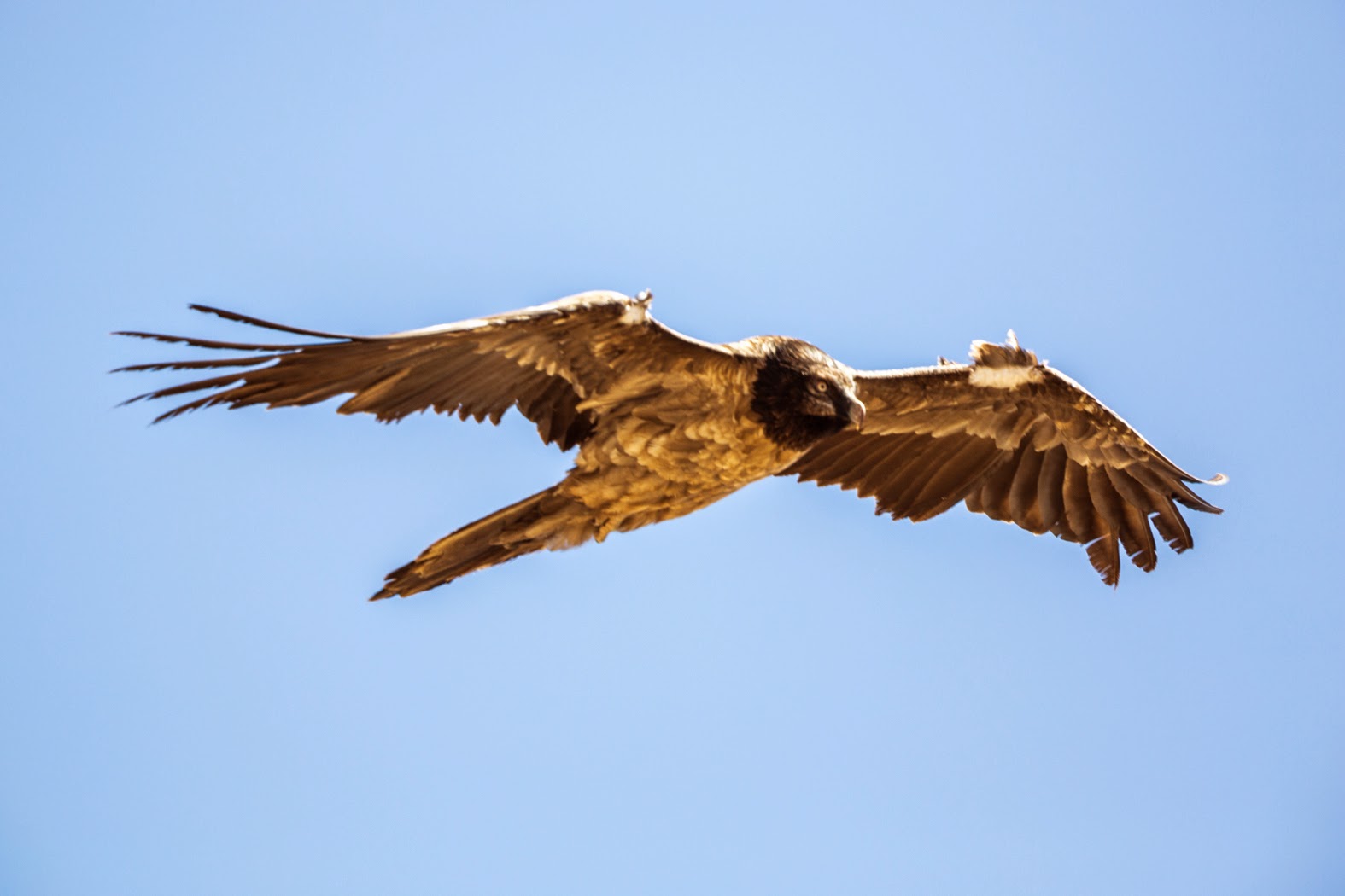 Bearded Vulture / Gypaète barbu (Gypaetus barbatus), Jbel Toubkal, High Atlas, Morocco, 07 March 2015 (Ali Irizi).