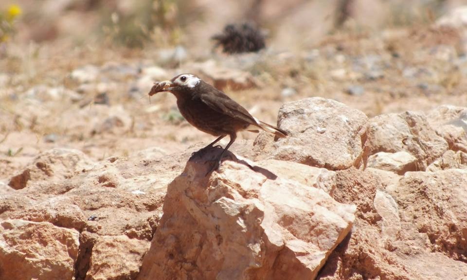 Partially leucistic Black Wheatear (Oenanthe leucura), summer 2014, Oukaimeden, High Atlas (Thomas S. Lahlafi).