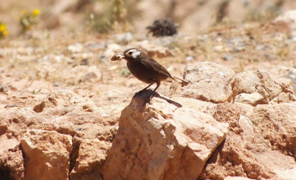 Partially leucistic Black Wheatear (Oenanthe leucura), summer 2014, Oukaimeden, High Atlas (Thomas S. Lahlafi).