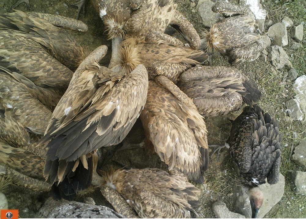Rüppell’s Vulture (Gyps rueppelli) and Griffon Vultures (Gyps fulvus) captured by camera trap at a carcass, Jbel Moussa, Morocco, 23 May 2015