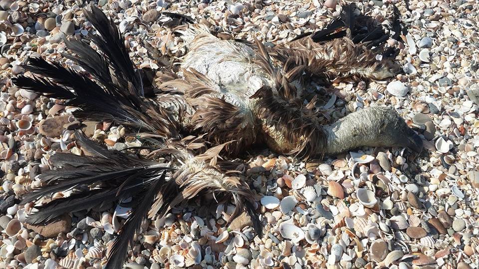 Griffon Vulture (Gyps fulvus) found dead at the shores of Fnideq, northern Morocco, in autumn 2014 (Yasmina Fartakh). 