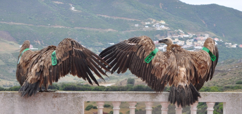 Griffon Vultures MA4 and MA5 were wing-tagged at Jbel Moussa, northern Morocco, on 24 May 2015