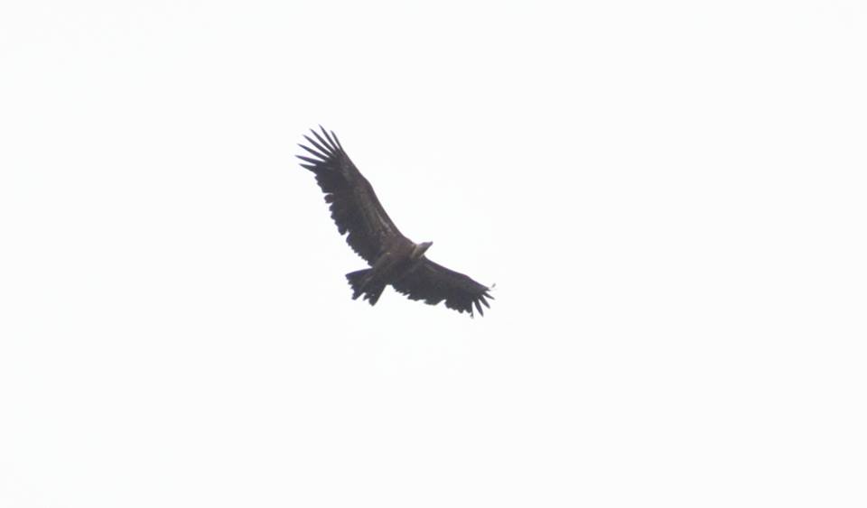 Rüppell’s Vulture (Gyps rueppelli), arriving at Jbel Moussa