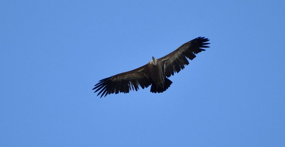 Griffon Vulture (Gyps fulvus) migrating south, Strait of Gibraltar, northern Morocco, 23 November 2015