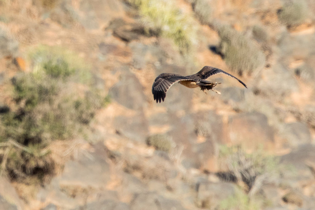 Bonelli’s Eagle (Aquila fasciata) carrying a Fat Sand Rat (Psammomys obesus), Guelmim region, Morocco, 7 Nov 2015 (Ali Irizi)