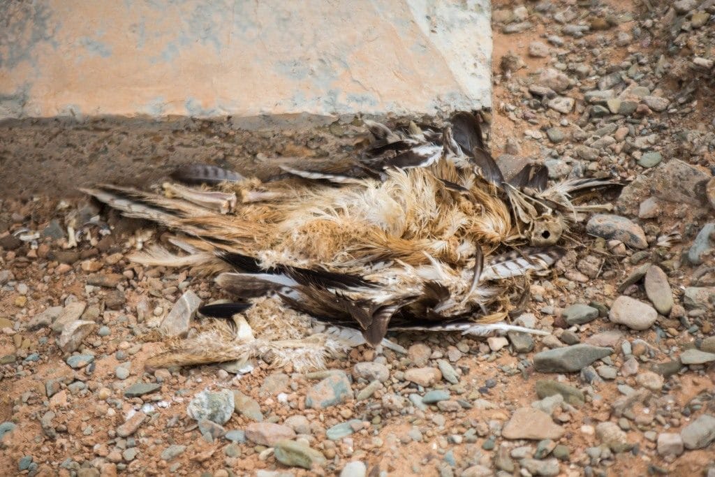 Bird 1: Bonelli’s Eagle (Aquila fasciata) electrocuted in the Guelmim region, 22 October 2015 (Ali Irizi)