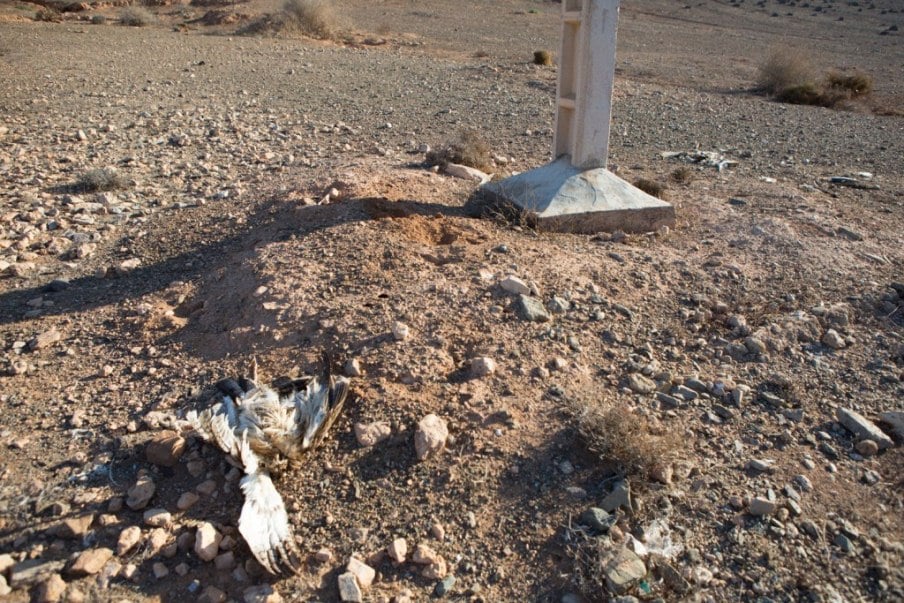 Electrocuted Bonelli’s Eagle (Aquila fasciata), Guelmim region, Morocco, 7 November 2015 (Ali Irizi). Third bird.