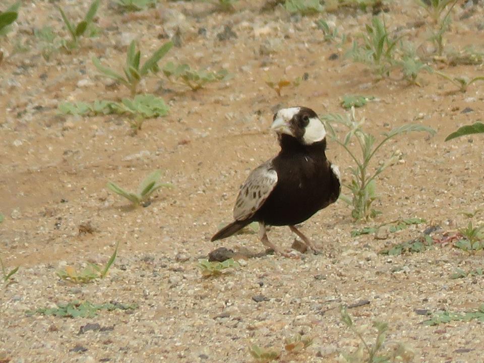 Adult male Black-crowned Finch-Lark (Eremopterix nigriceps)