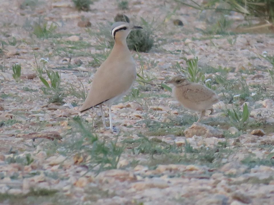 Adult Cream-coloured Courser (Cursorius cursos) and its chick.