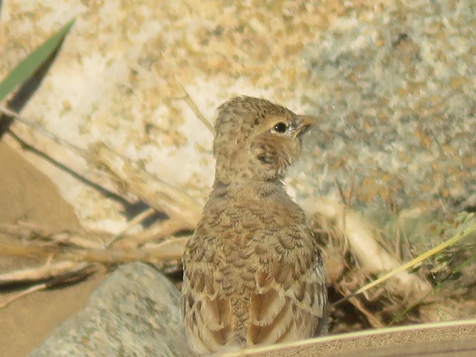 Juvenile Black-crowned Finch-Lark (Eremopterix nigriceps)