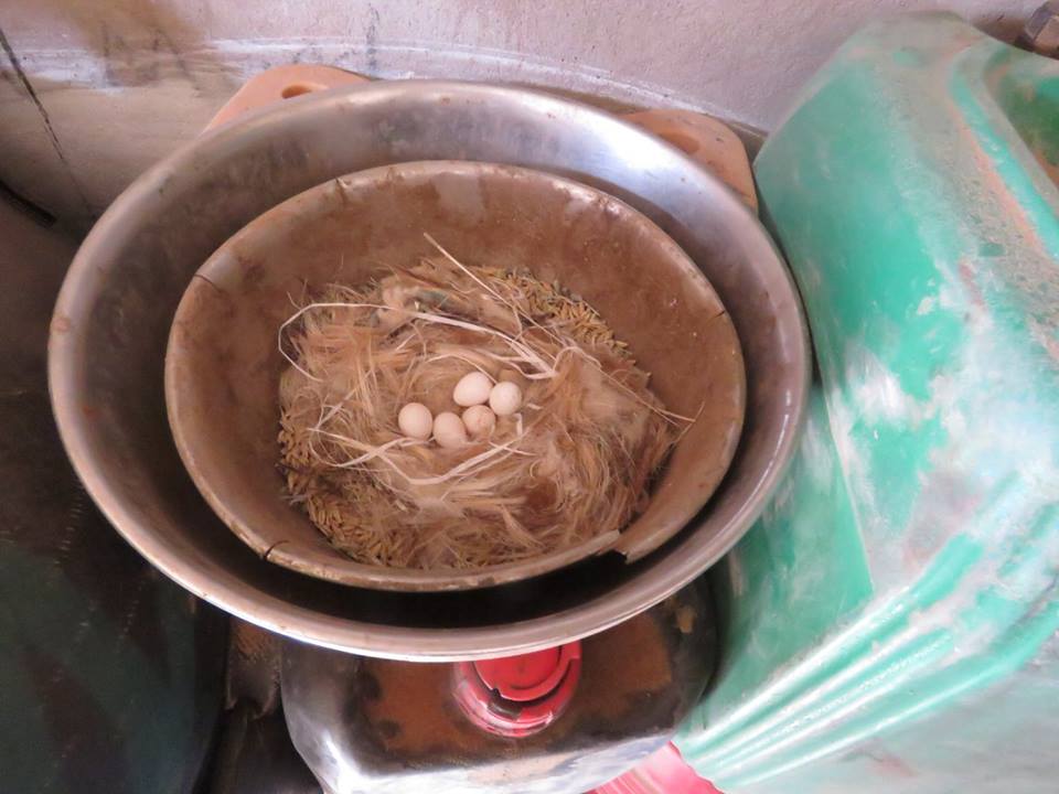 Unusual nest of White-crowned Wheatear (Oenanthe leucopyga).