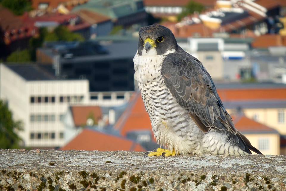 Peregrine Falcon ‘CX’ in his home city Västerås, Sweden (Anders Nylén).
