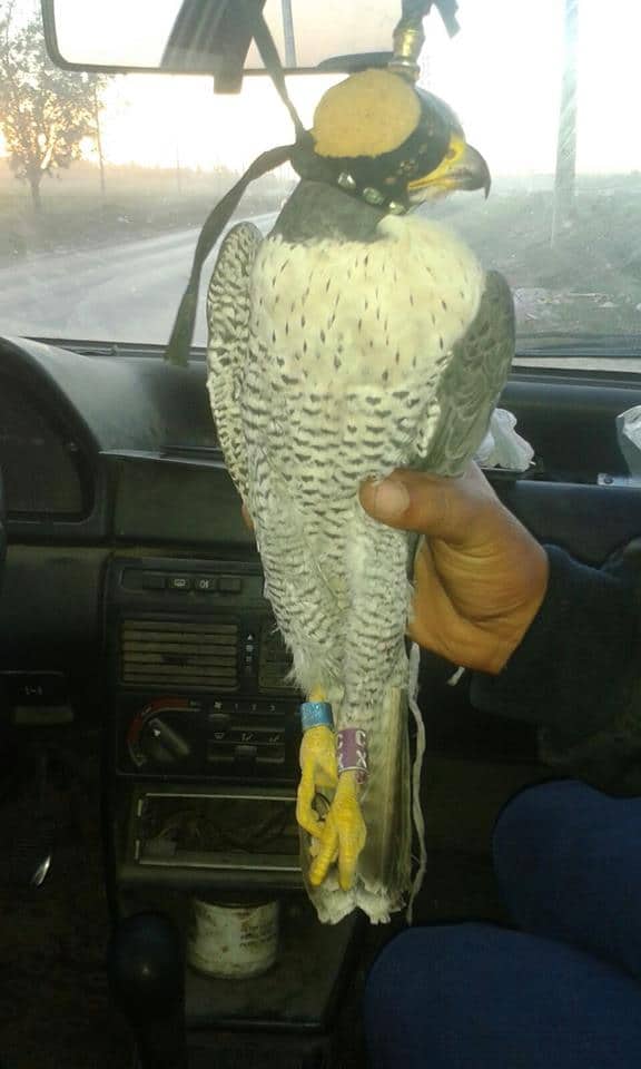 Swedish Peregrine Falcon ‘CX’ after it was claimed back from poachers near Casablanca, Morocco (Karim Rousselon).