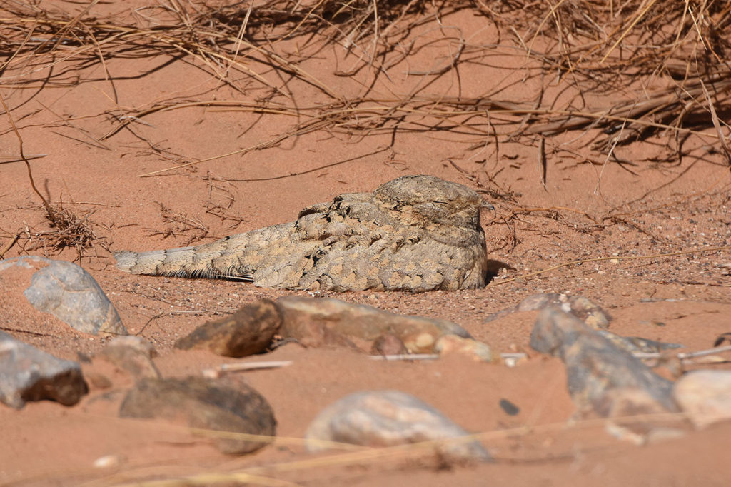 Egyptian Nightjar / Engoulevent du désert (Caprimulgus aegyptius), near Merzouga, 16 Feb 2014