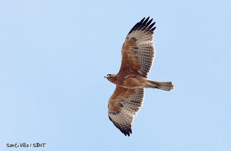 Bonelli’s Eagle ‘Zahara’ passing through the Strait of Gibraltar