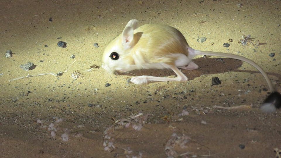 Lesser Egyptian jerboa - Petite gerboise d'Egypte (Jaculus jaculus)