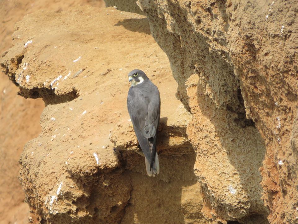Eleonora’s Falcon (Falco eleonorae), Bouknadel colony, 5 August 2016 (Karim Rousselon)