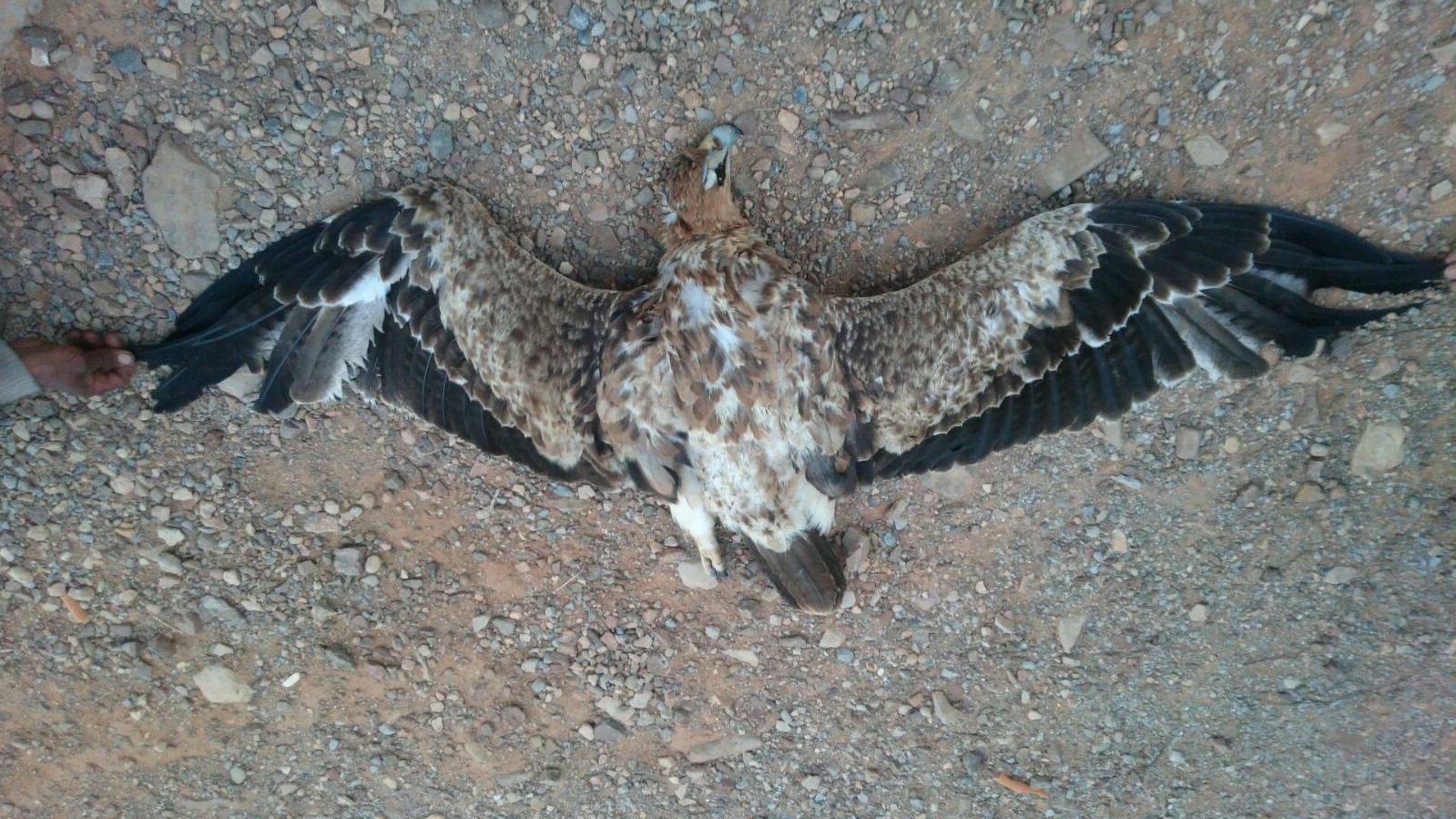 Three-year old Spanish Imperial Eagle (Aquila adalberti) found electrocuted in the Guelmim area on 5 March 2016 by Houssien Kharraz.